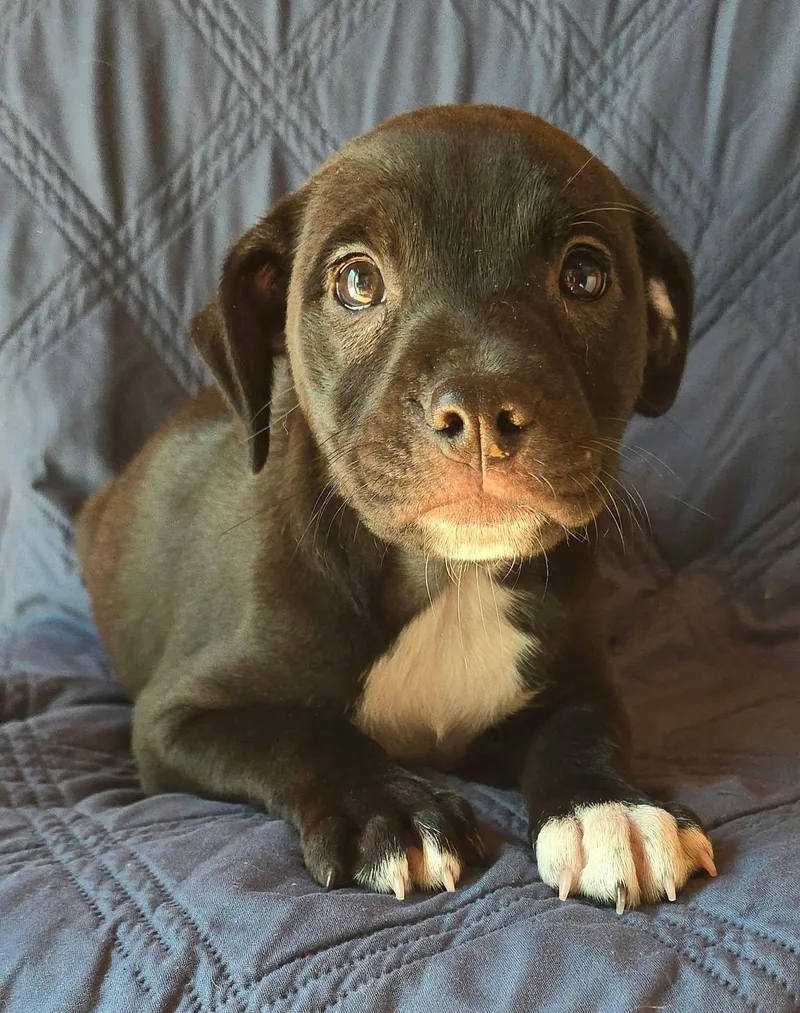 A baby medium-sized female Pit Bull Terrier dog named Anise for adoption in Newport, TN