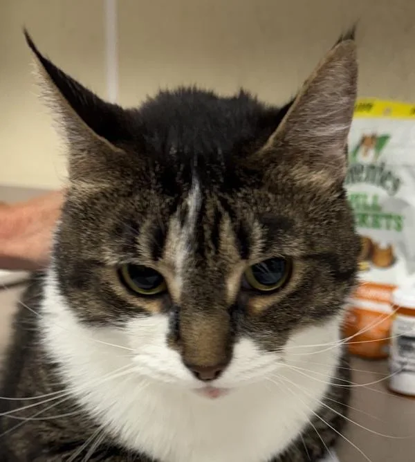 An adult small-sized female Domestic Short Hair cat named Fromage for adoption in Salisbury, MD