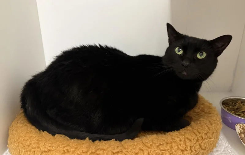 A young medium-sized female Black & White / Tuxedo Domestic Short Hair cat named Scribble for adoption in Satellite Beach, FL