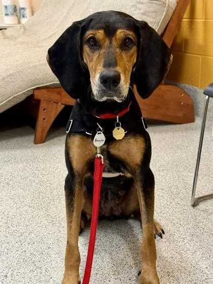An adult medium-sized female Bicolor Black and Tan Coonhound dog named Emmylou for adoption in Downers Grove, IL