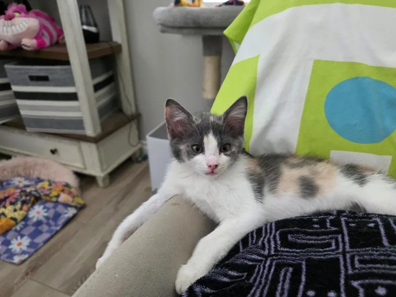 A baby small-sized female Domestic Short Hair cat named Rose Summergarden for adoption in Chandler, AZ