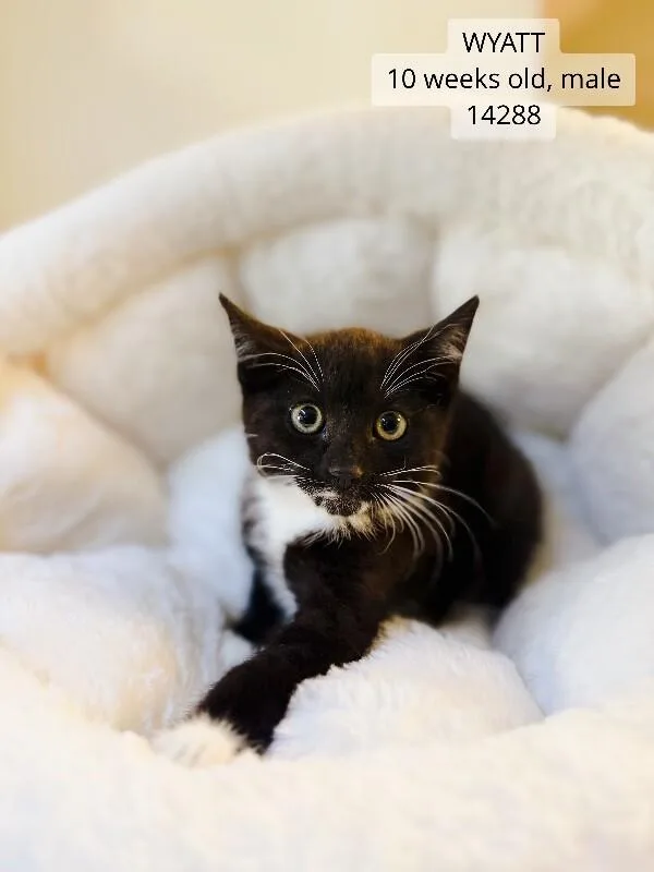 A young medium-sized male Black & White / Tuxedo Domestic Short Hair cat named Wyatt for adoption in Supply, NC