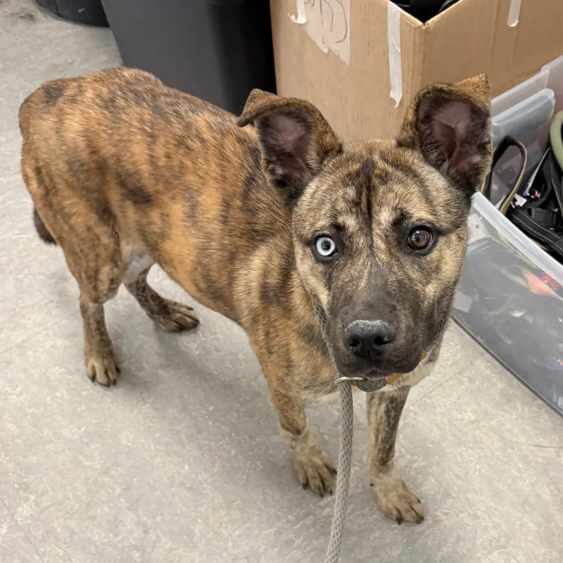 An adult medium-sized female Brindle Mixed Breed dog named Sahara for adoption in Philadelphia, PA