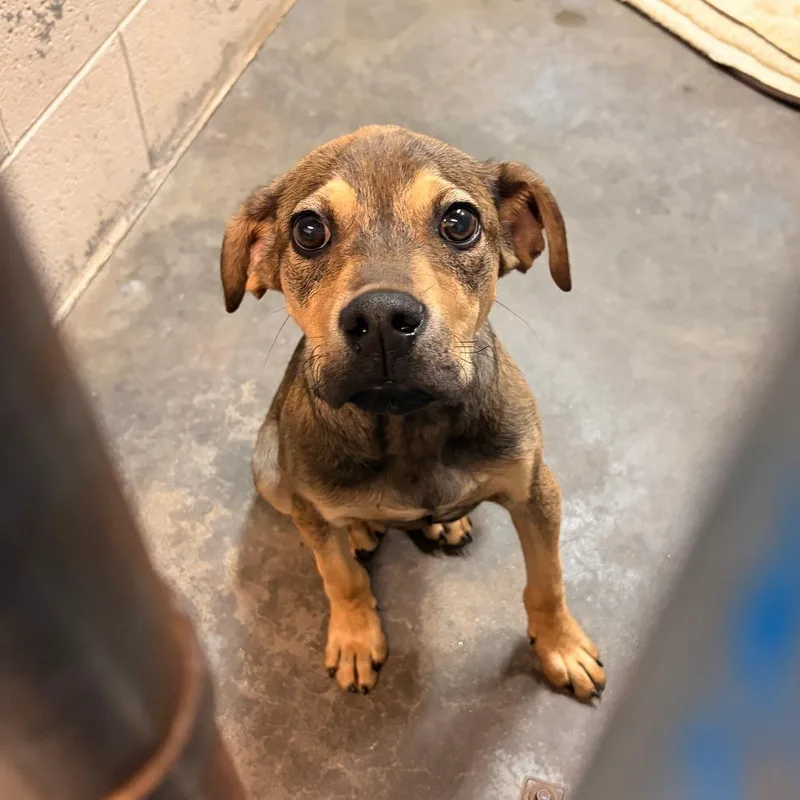 A baby small-sized male Brown / Chocolate Doberman Pinscher dog named Weston for adoption in Franklin, NC