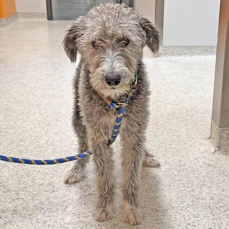 An adult medium-sized female Gray / Blue / Silver Mixed Breed dog named Bambi for adoption in Hailey, ID
