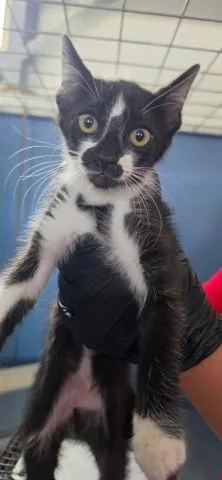 A baby small-sized female Domestic Short Hair cat named Mintaka for adoption in San Bernardino, CA