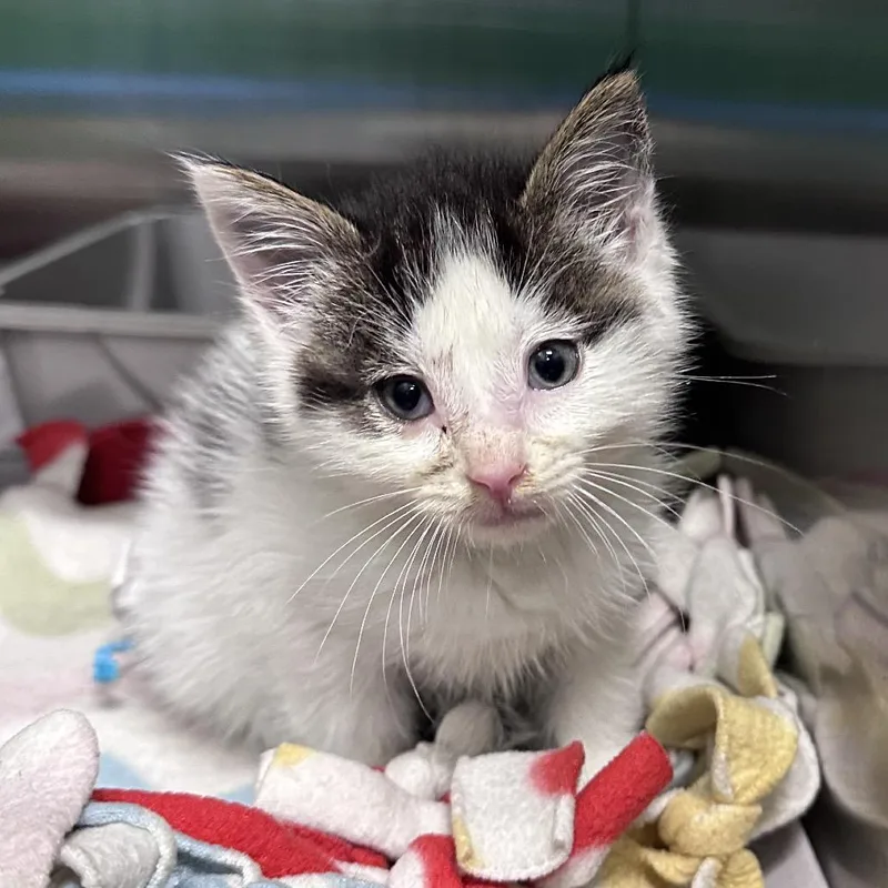 A baby small-sized male White Domestic Short Hair cat named Hudson for adoption in Mount Vernon, IN