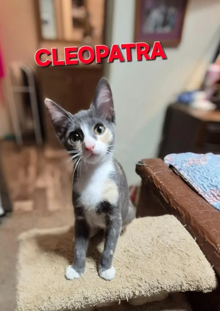 A baby medium-sized female Domestic Short Hair cat named Cleopatra for adoption in Rome, GA