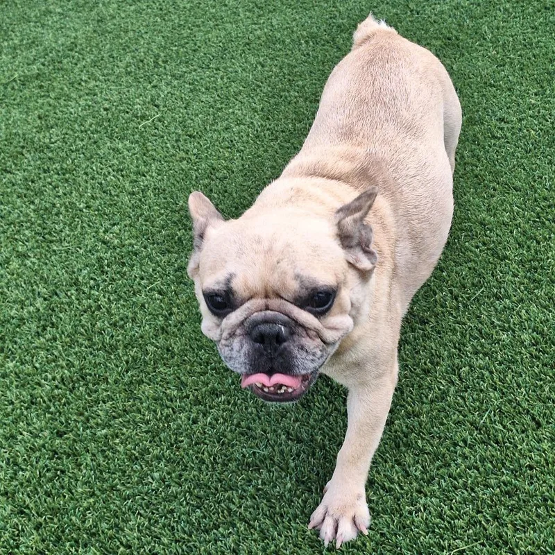 An adult small-sized female White / Cream French Bulldog dog named Croissant for adoption in LOXAHATCHEE, FL