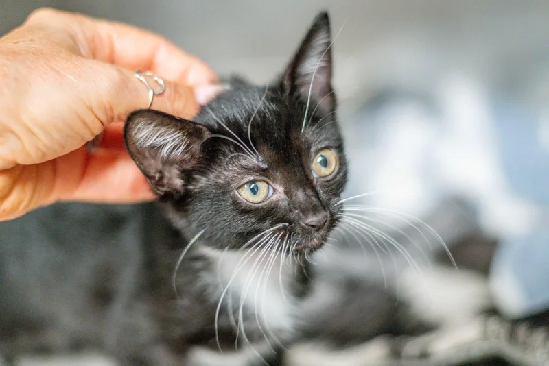 A young medium-sized female Black & White / Tuxedo Domestic Short Hair cat named Tuxie for adoption in Hilton Head Island, SC