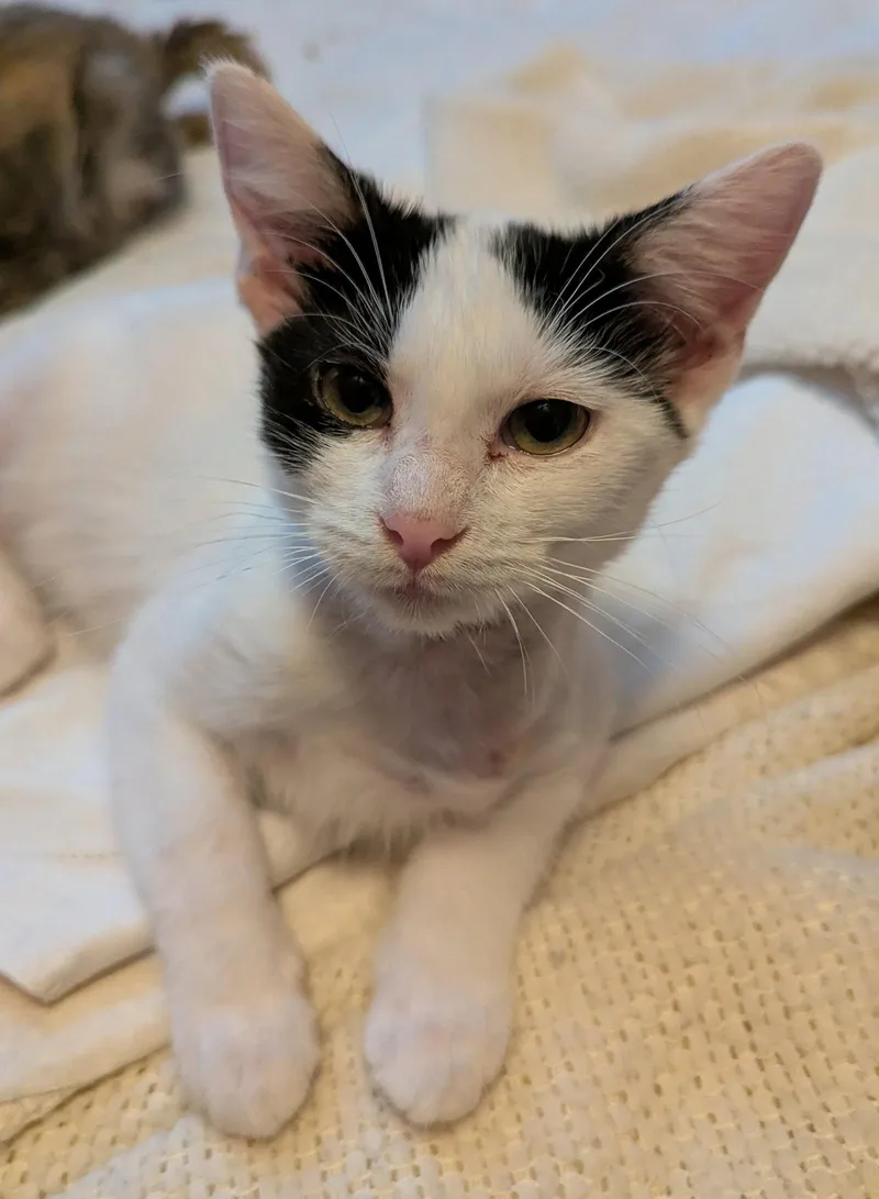 A baby medium-sized female Domestic Short Hair cat named Victoria for adoption in Waterloo, IA
