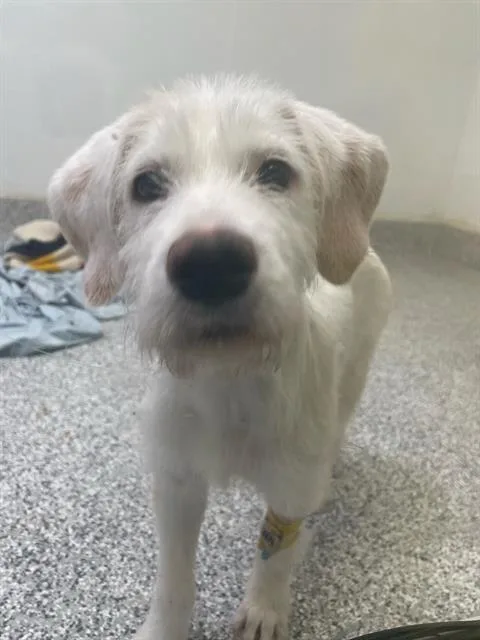 A young small-sized female Golden Retriever dog named Mimi for adoption in Tucson, AZ