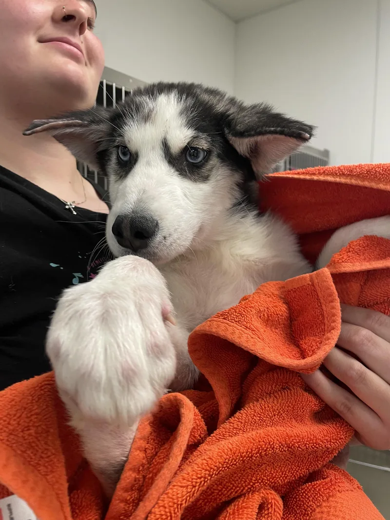 A baby medium-sized male Siberian Husky dog named Blizzard for adoption in Chico, CA