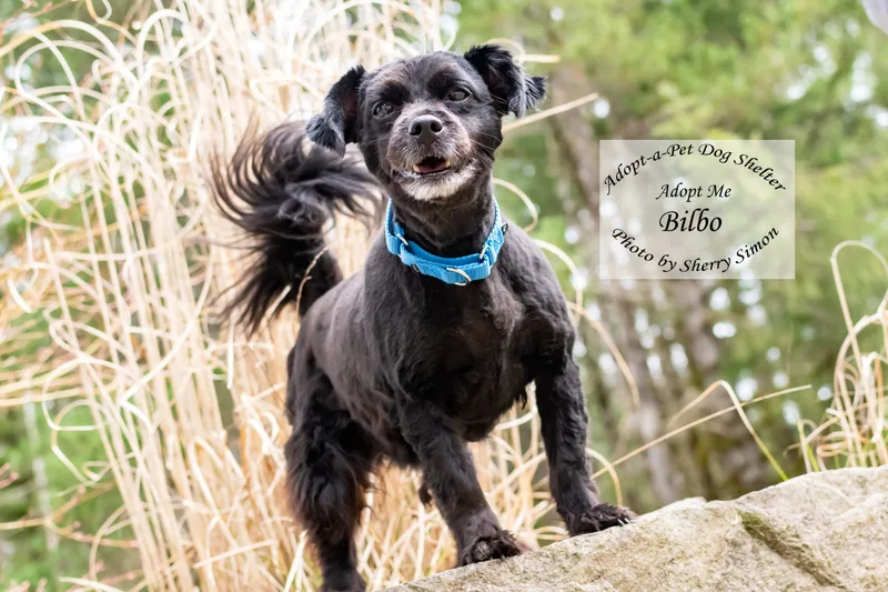 Bilbo Baggins thumbnail 2