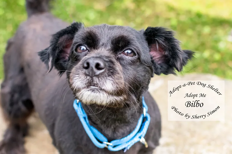 A senior small-sized male Black Pomeranian dog named Bilbo Baggins for adoption in Shelton, WA