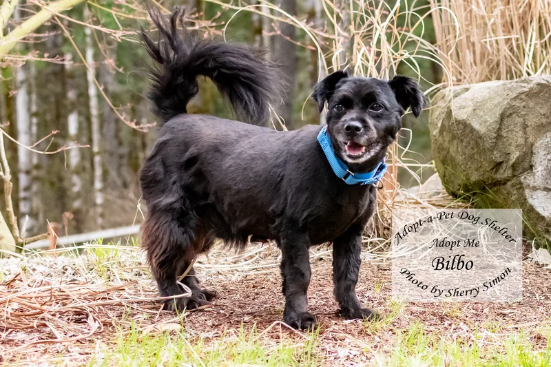 Bilbo Baggins thumbnail 3