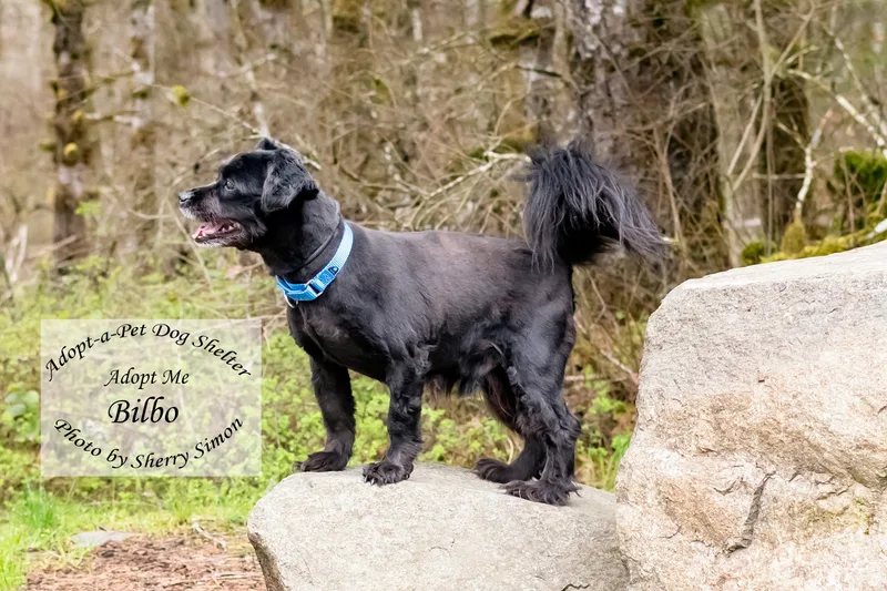 Bilbo Baggins thumbnail 5