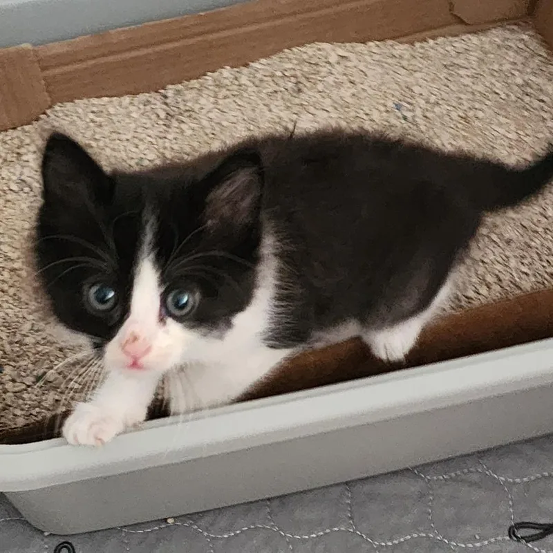 A baby medium-sized female Black Domestic Short Hair cat named Rita for adoption in Graham, WA