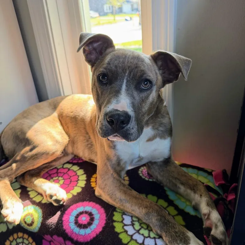 A young medium-sized male Brindle American Staffordshire Terrier dog named Banjo for adoption in Ferndale, MI