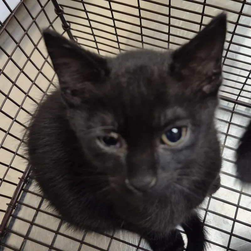 A baby small-sized male Domestic Short Hair cat named Brad for adoption in Lake Panasoffkee, FL