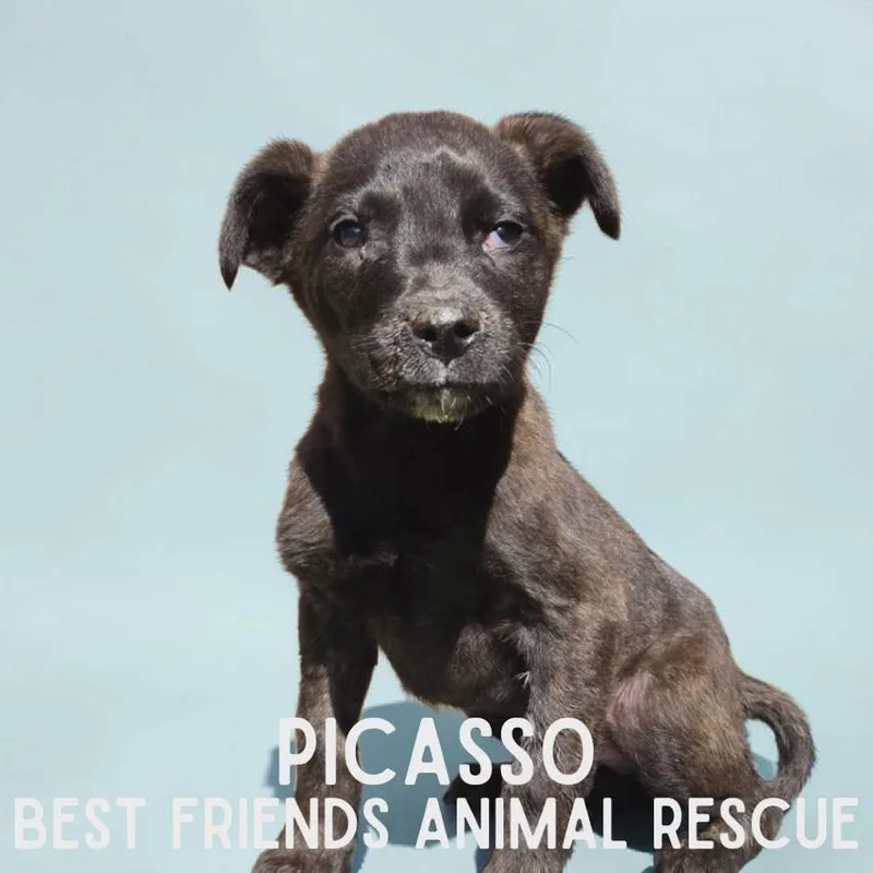 Picasso
