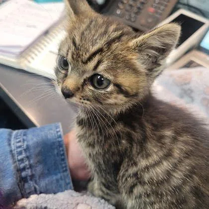 A baby small-sized female Domestic Short Hair cat named Adelaide for adoption in Memphis, TN