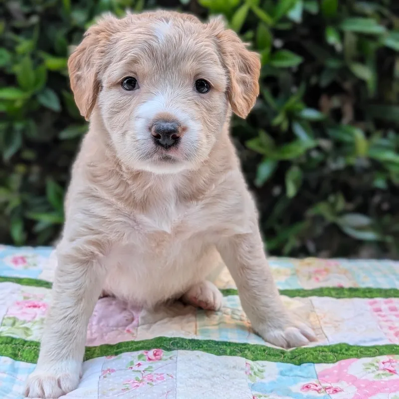A baby small-sized female Yellow / Tan / Blond / Fawn Plott Hound dog named Duchess Driftwood for adoption in Tyrone, GA