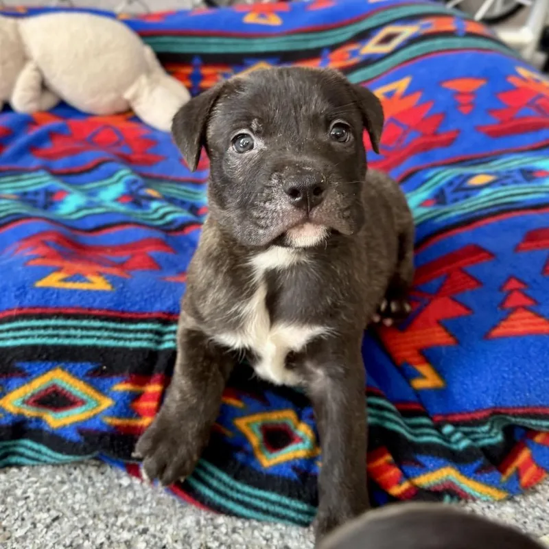 A baby medium-sized male Brown / Chocolate Pit Bull Terrier dog named Chevron for adoption in Durham, NC