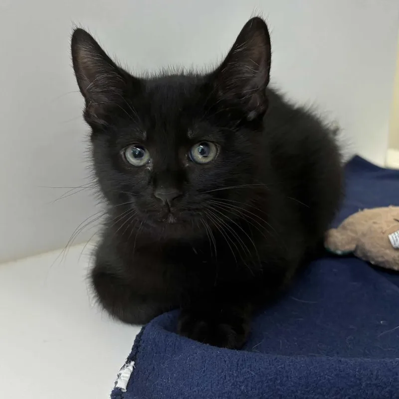 A baby small-sized male Black Domestic Short Hair cat named Huggy Wuggy for adoption in Beaumont, TX