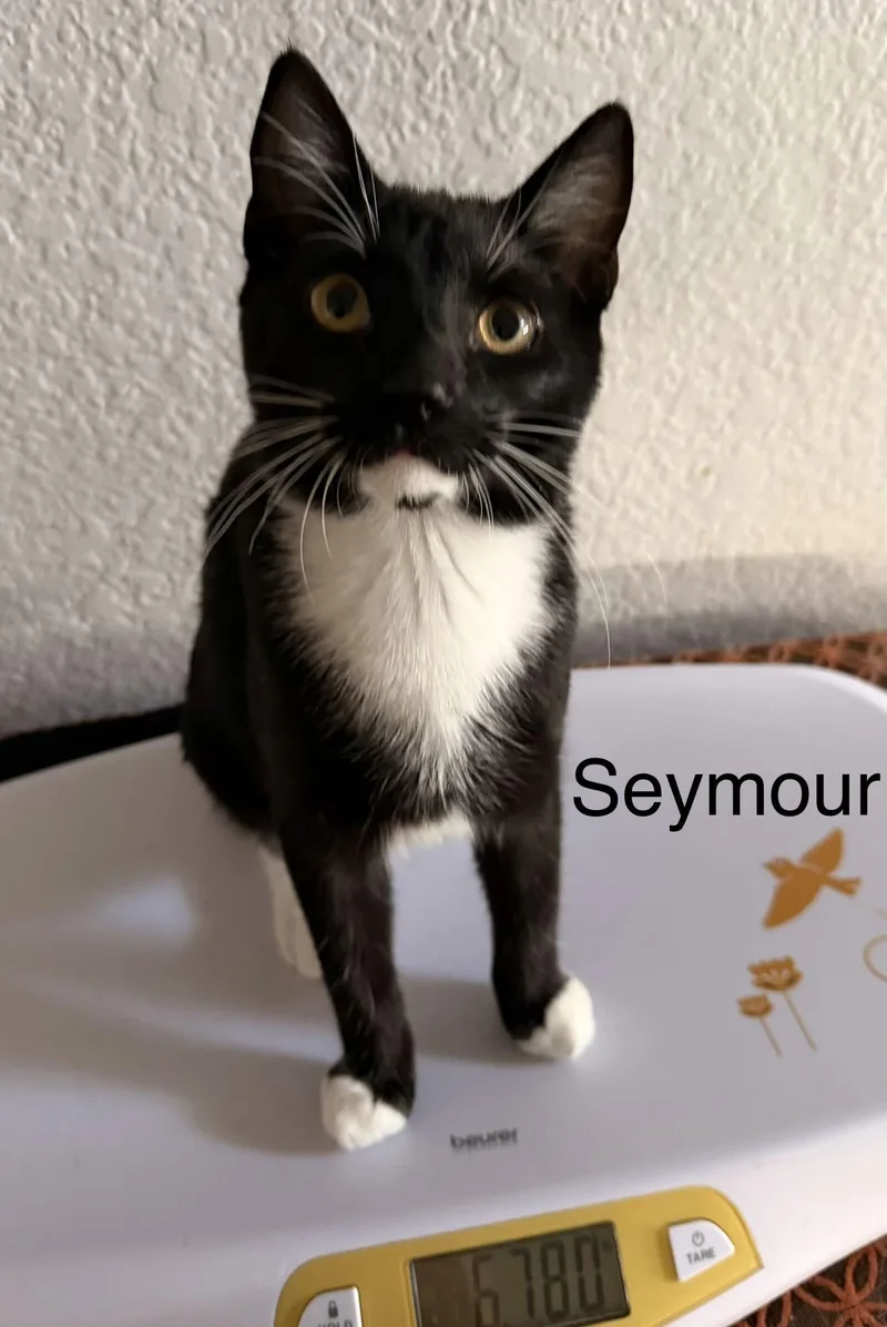 A young medium-sized male Domestic Short Hair cat named Seymour for adoption in Riverside, CA