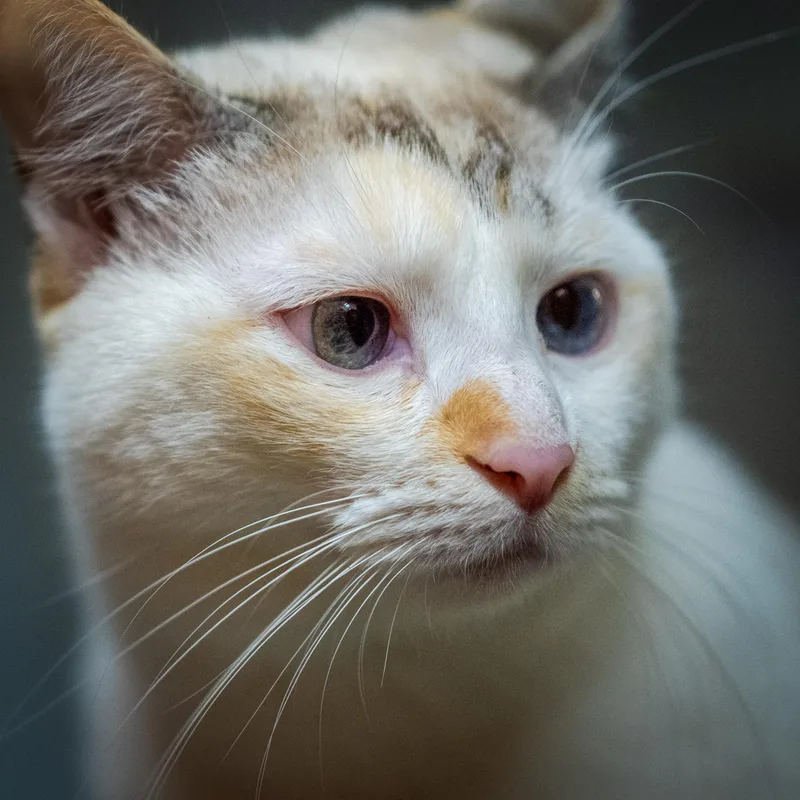 Yuki