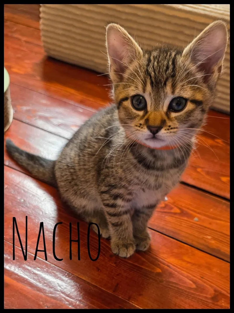 A baby medium-sized female Tabby (Brown / Chocolate) Domestic Short Hair cat named Nacho for adoption in Enfield, CT