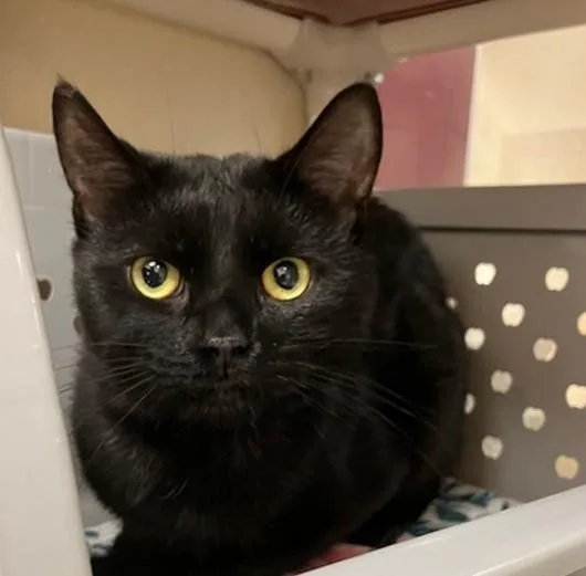 An adult medium-sized male Domestic Short Hair cat named Bob for adoption in Springfield, MA