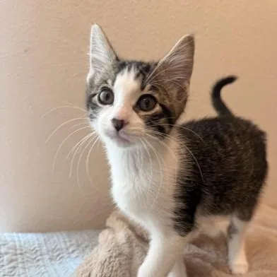 A baby medium-sized male Tabby (Gray / Blue / Silver) Domestic Short Hair cat named Lainey for adoption in Liverpool, TX