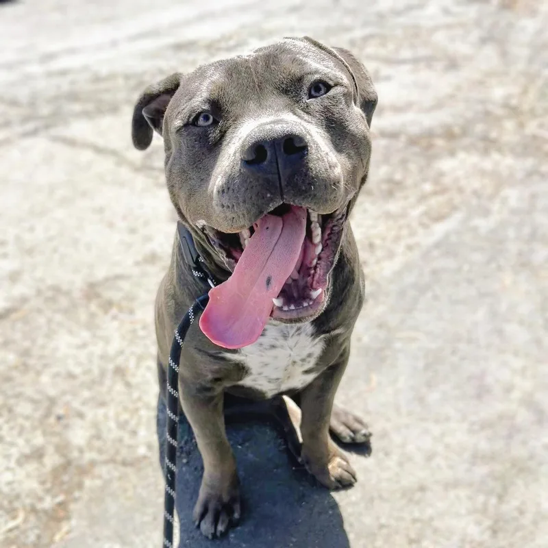 A young large-sized male Pit Bull Terrier dog named Barry for adoption in Oakland, CA