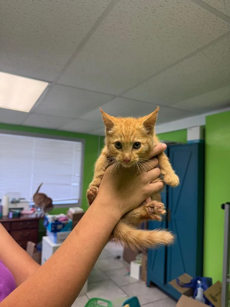 A baby medium-sized male Domestic Short Hair cat named Duke for adoption in Johnson City, TN