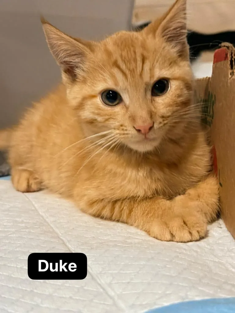 Duke thumbnail 3