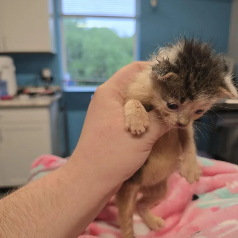 A baby small-sized female Brown / Chocolate Domestic Short Hair cat named Sassafras for adoption in Edwardsville, IL