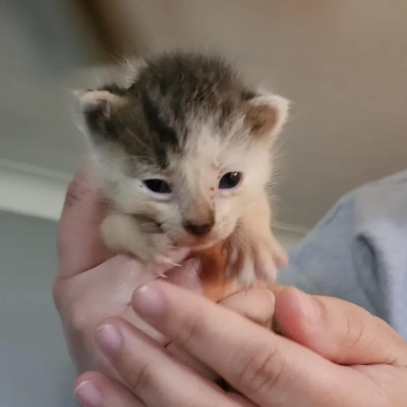 Sassafras thumbnail 2
