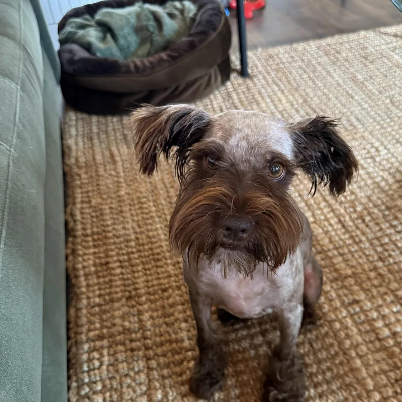 An adult small-sized male Brown / Chocolate Standard Schnauzer dog named Oscar for adoption in Bulverde, TX