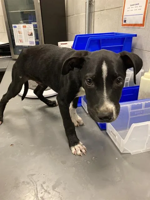 A baby small-sized male Mixed Breed dog named Ember for adoption in Dallas, TX