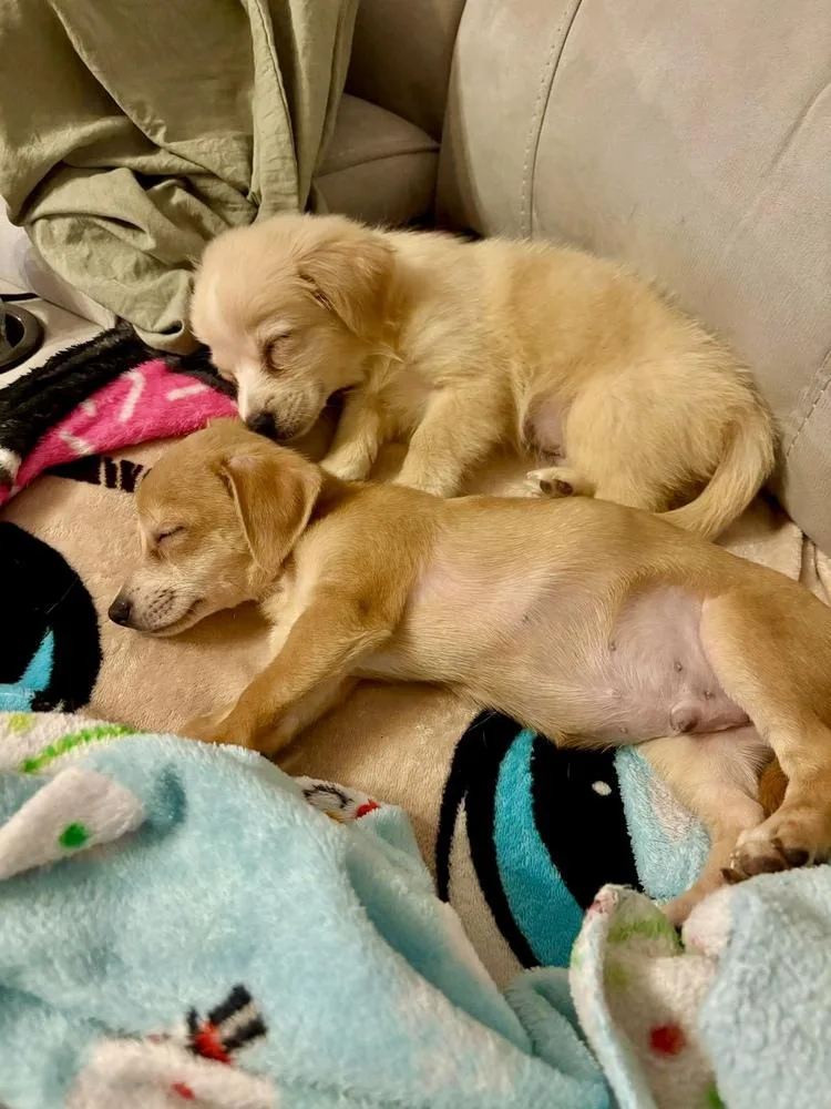 A baby medium-sized male Brown / Chocolate Pomeranian dog named James for adoption in Valley Stream, NY