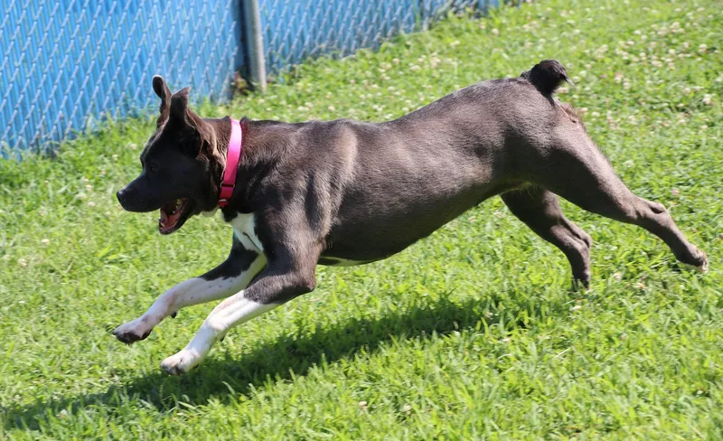 An adult large-sized female Gray / Blue / Silver Cane Corso dog named Martina for adoption in Kansas City, KS