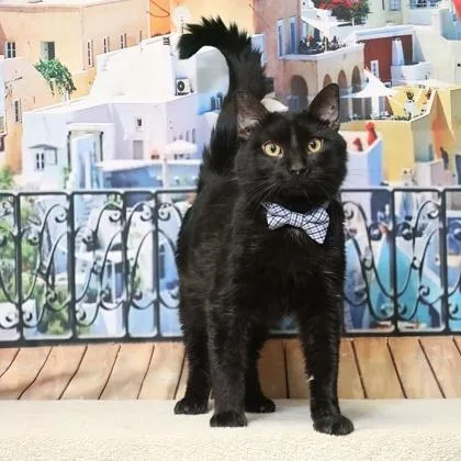 An adult small-sized male Domestic Short Hair cat named Peepers for adoption in West Chester, PA