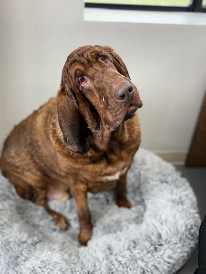 An adult extra large-sized male Bloodhound dog named Rufus for adoption in Zimmerman, MN