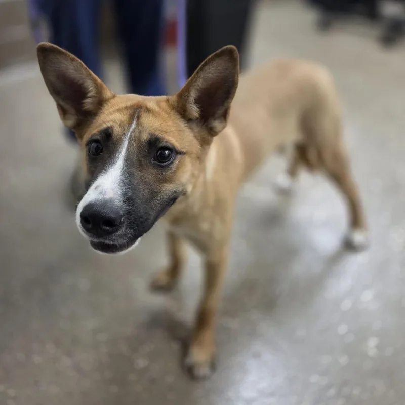 A young medium-sized female Yellow / Tan / Blond / Fawn Shepherd dog named Taryn for adoption in Incline Village, NV