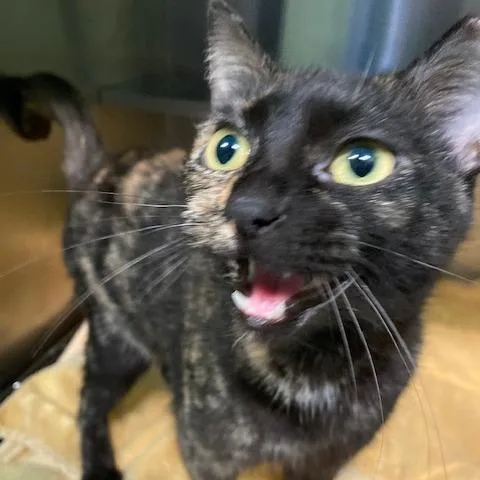 A young medium-sized female Black Domestic Short Hair cat named Lynn for adoption in Dayton, OH