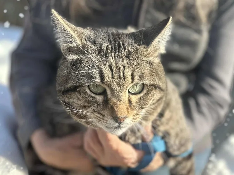 An adult large-sized male Tabby (Gray / Blue / Silver) Tabby cat named Fennec for adoption in Ventura, CA