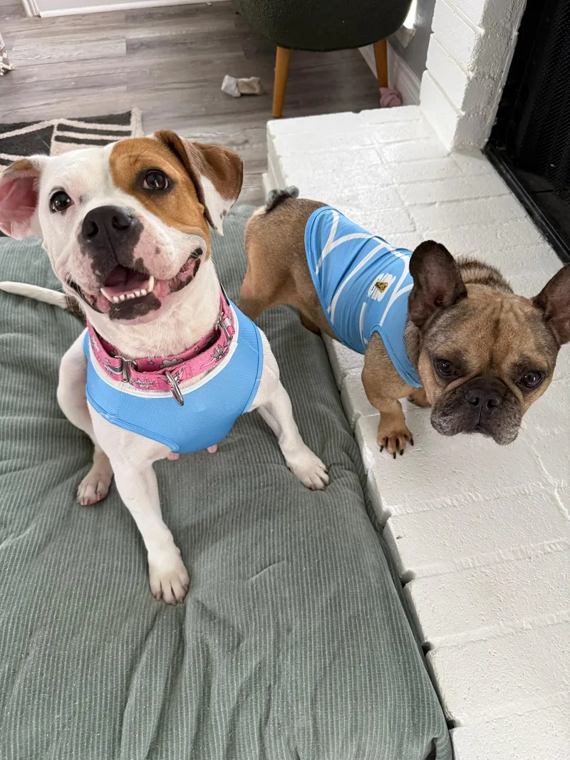 An adult medium-sized female White / Cream American Staffordshire Terrier dog named Peony for adoption in Houston, TX
