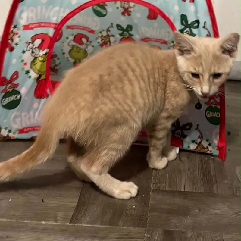 A baby small-sized male Buff / Tan / Fawn Domestic Short Hair cat named Colby Jack for adoption in Pasadena , MD
